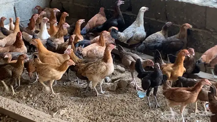 للبيع دجاج بلدي 4