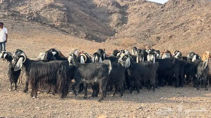 معزه عوارض صنف مضريع ودفيع 7