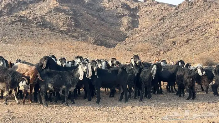 معزه عوارض صنف مضريع ودفيع 0