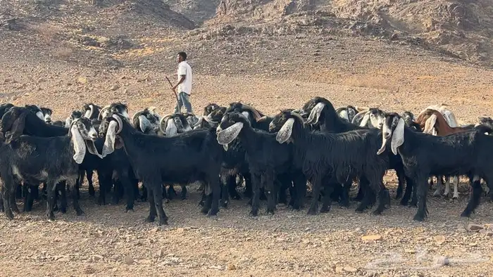معزه عوارض صنف مضريع ودفيع 8