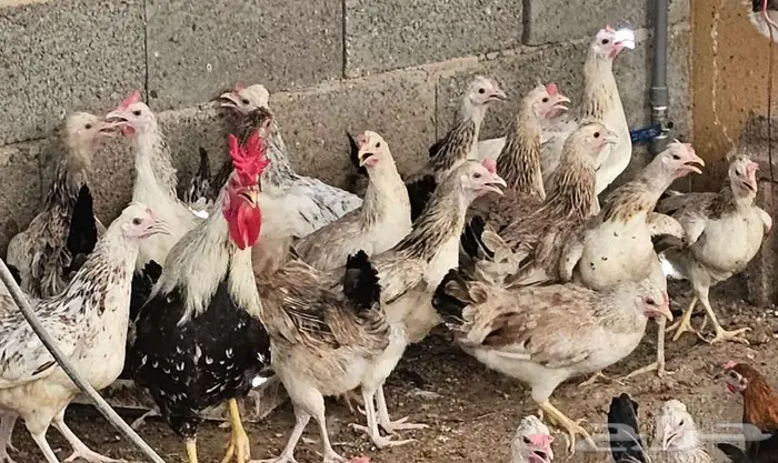 دجاج دندراوي 4