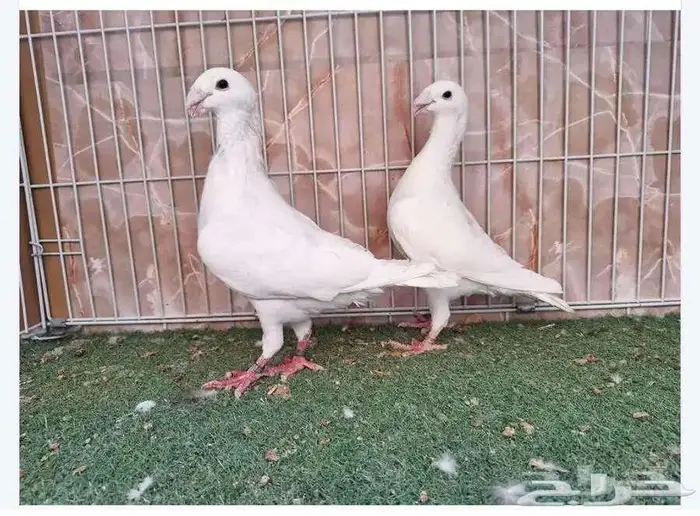 أربع اجواز هومر ابيض وتايقر 0