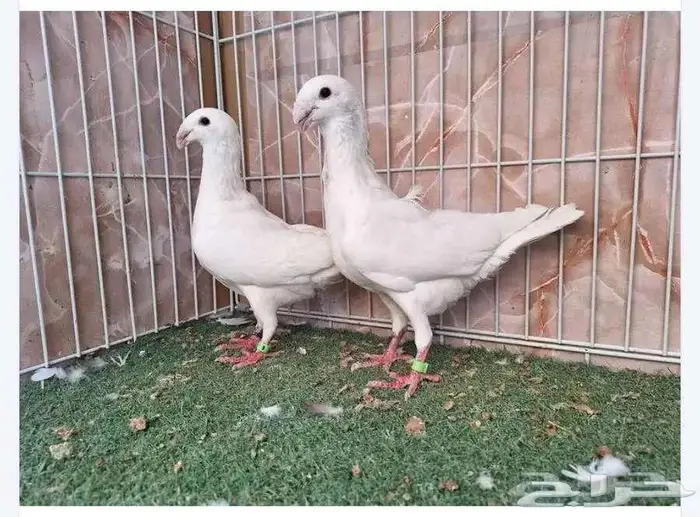 أربع اجواز هومر ابيض وتايقر 2