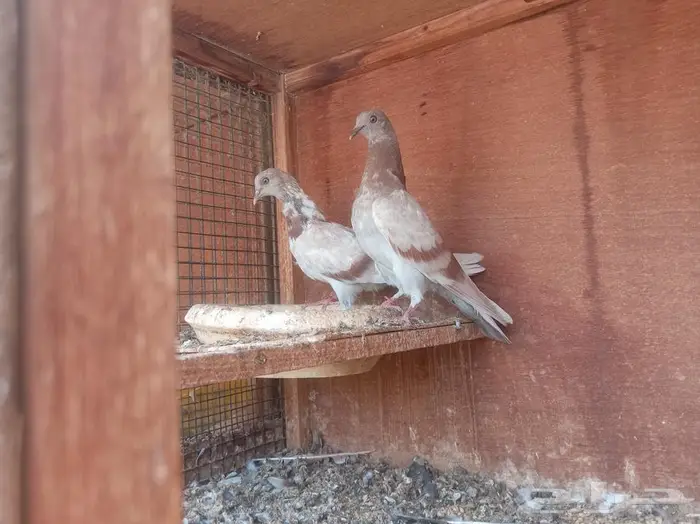 طبه اخوان هندي صرخا 4