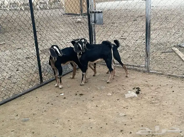 تيس وجفرتين حو تم البيع 2