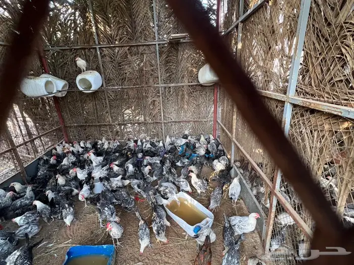 دجاج وديوك بلدي فيومي بط دجاج رومي أرنب 42