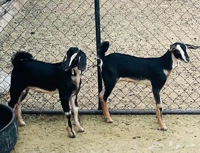 تيس وجفرتين حو تم البيع 0