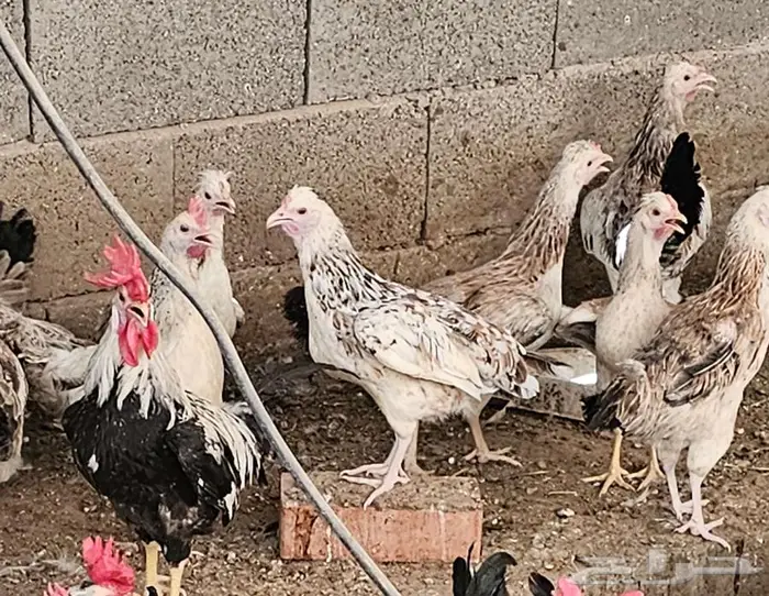 دجاج دندراوي 3