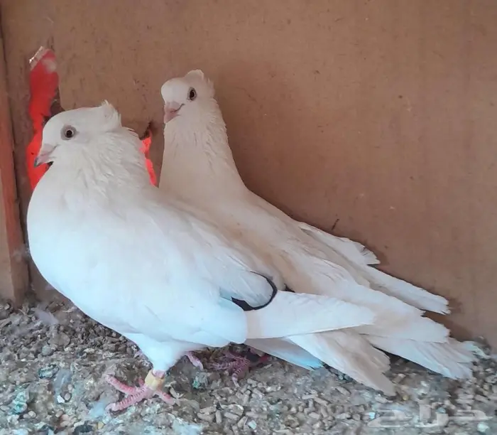 قطايف بالخرج 5