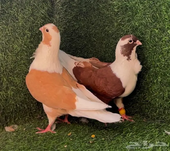 حمام برابسة جوز منتج 1