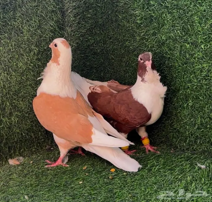 حمام برابسة جوز منتج 0