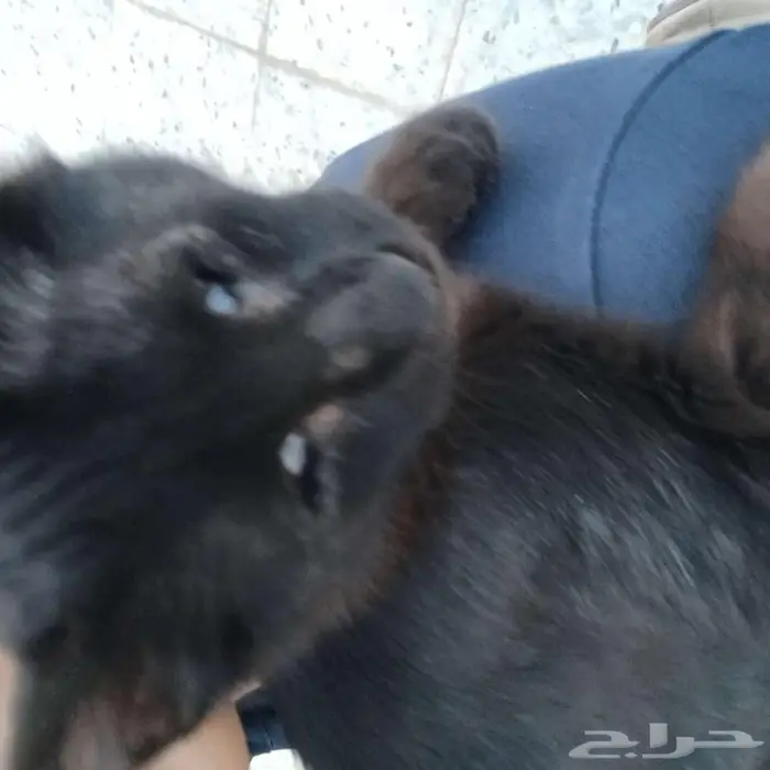 قط للتبني 0