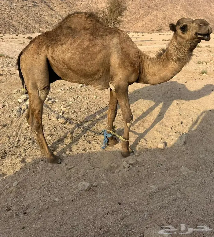 قعود للبيع احمر ثني 0