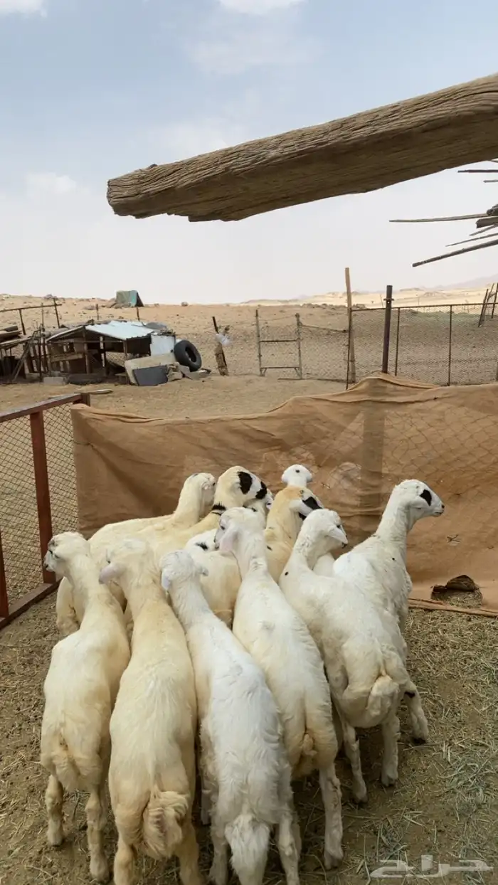 طليان  رفيدي  مهجن مع حري 2