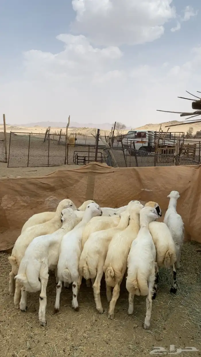 طليان  رفيدي  مهجن مع حري 0