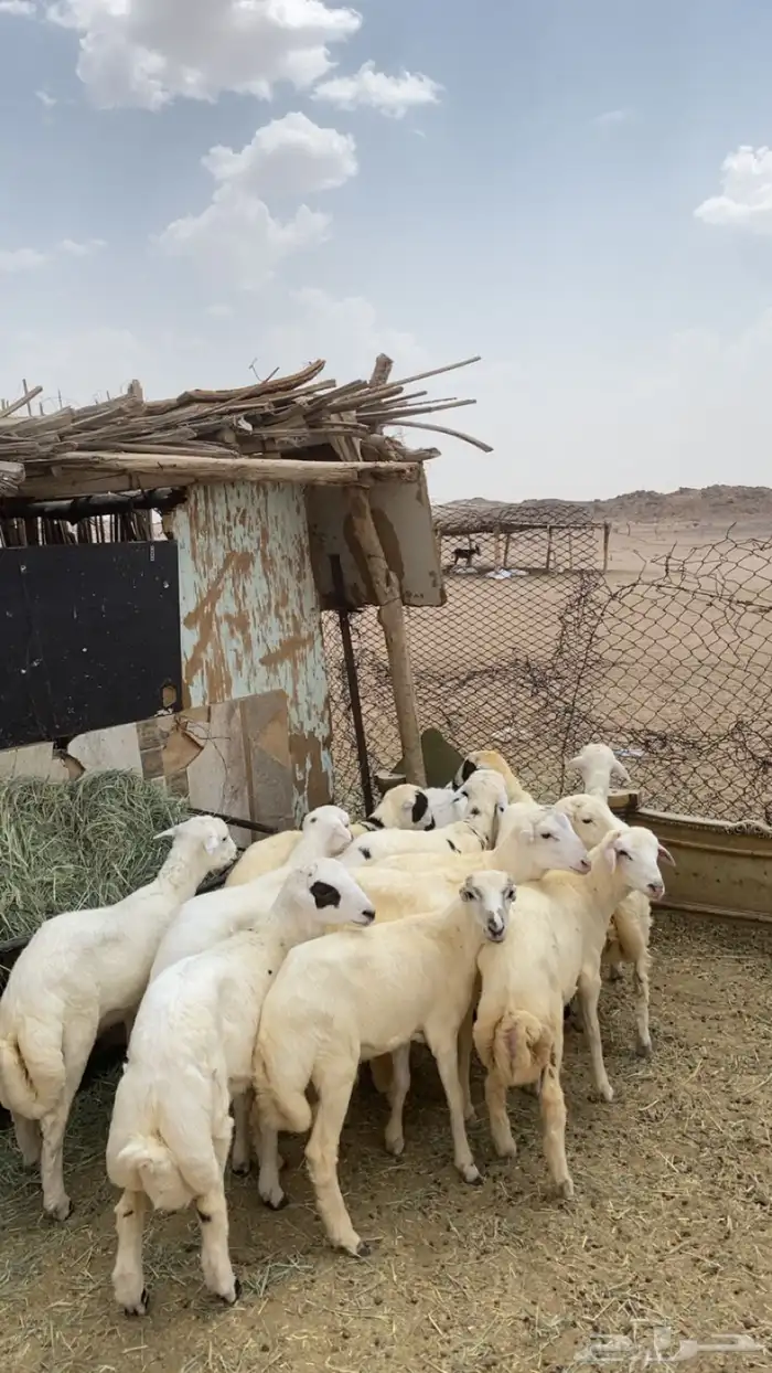 طليان  رفيدي  مهجن مع حري 1