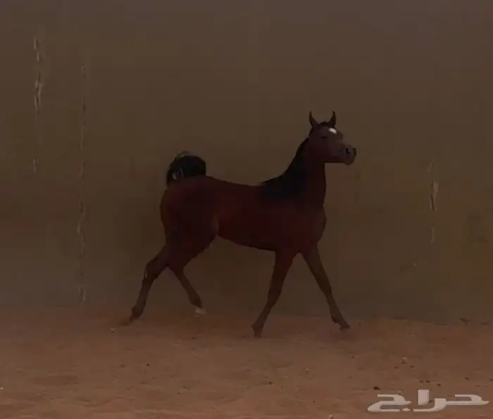 حصان واهو - دماء قوية 0