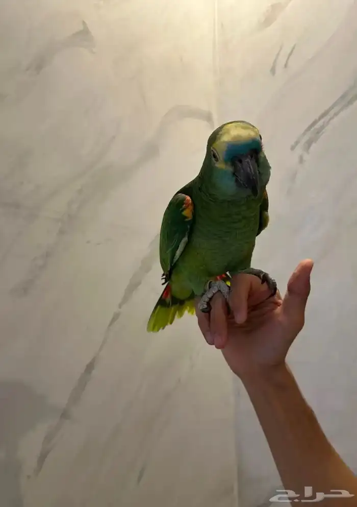 بلوفرنتد كبتن لعشاق الأمزونيات ( تم البيع ) 7