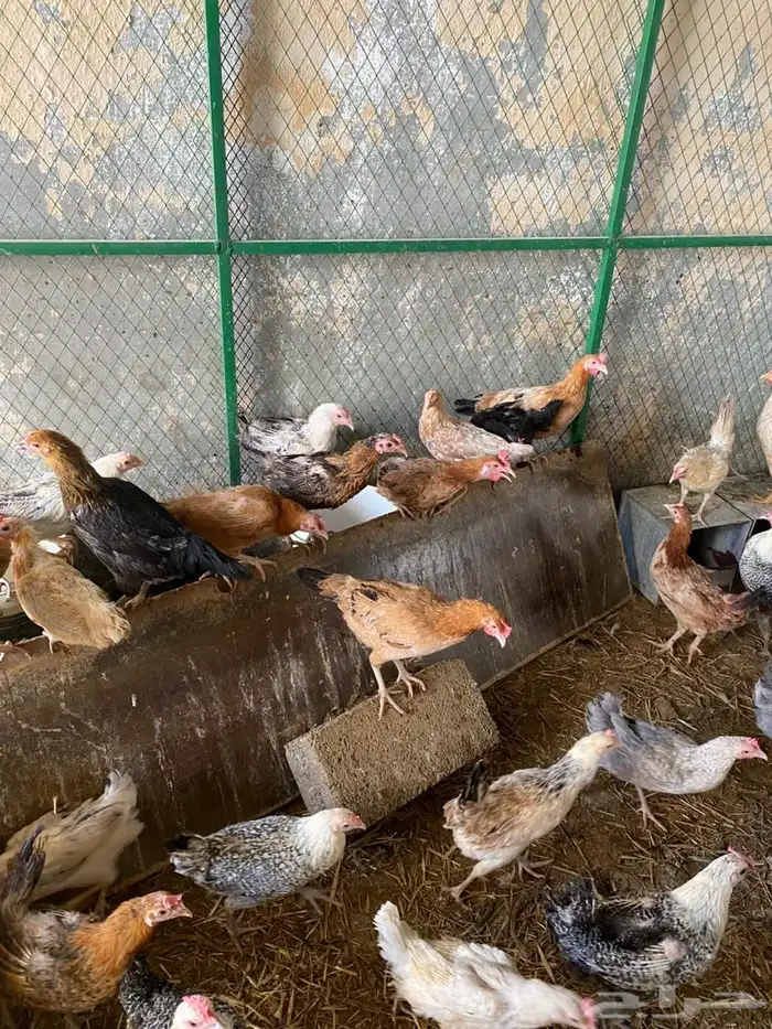 دجاج فيومي وبلدي 3
