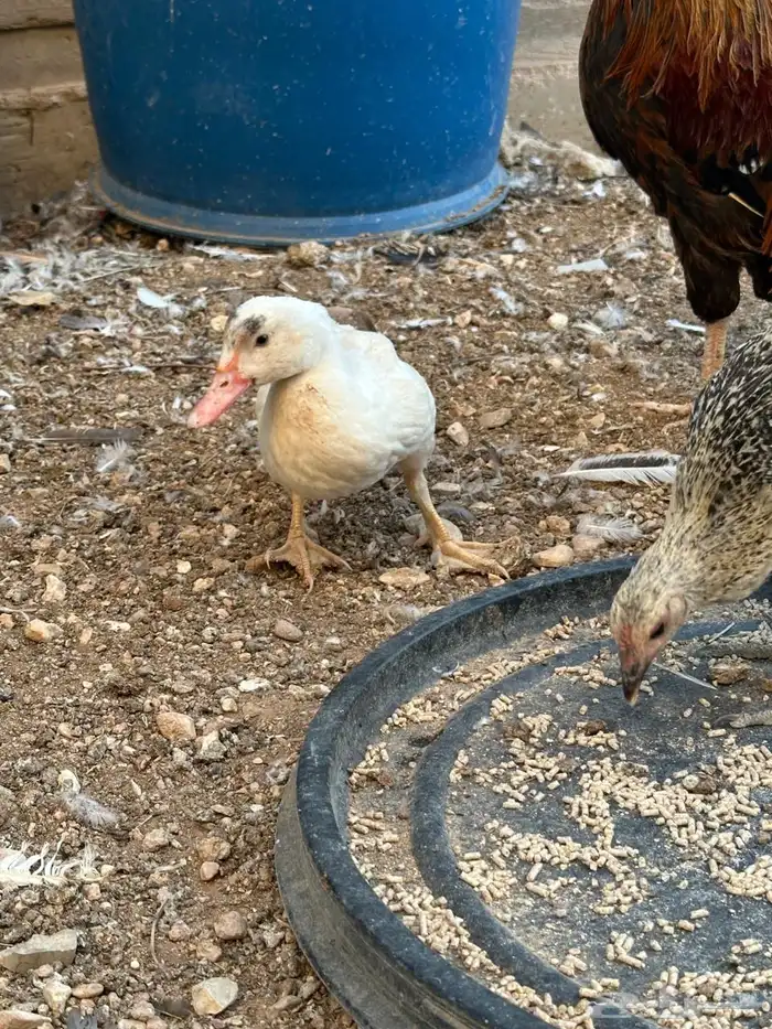 بط للبيع فروخ 5
