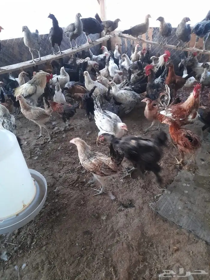 بيع دجاج بأنواع مختلفه شرط الصحة 1
