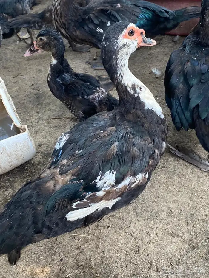 بط للبيع مصري 3
