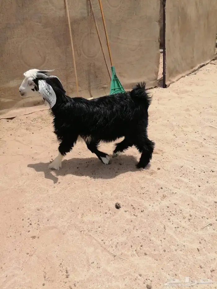 عنز والد ودافع بعد ولدها 2