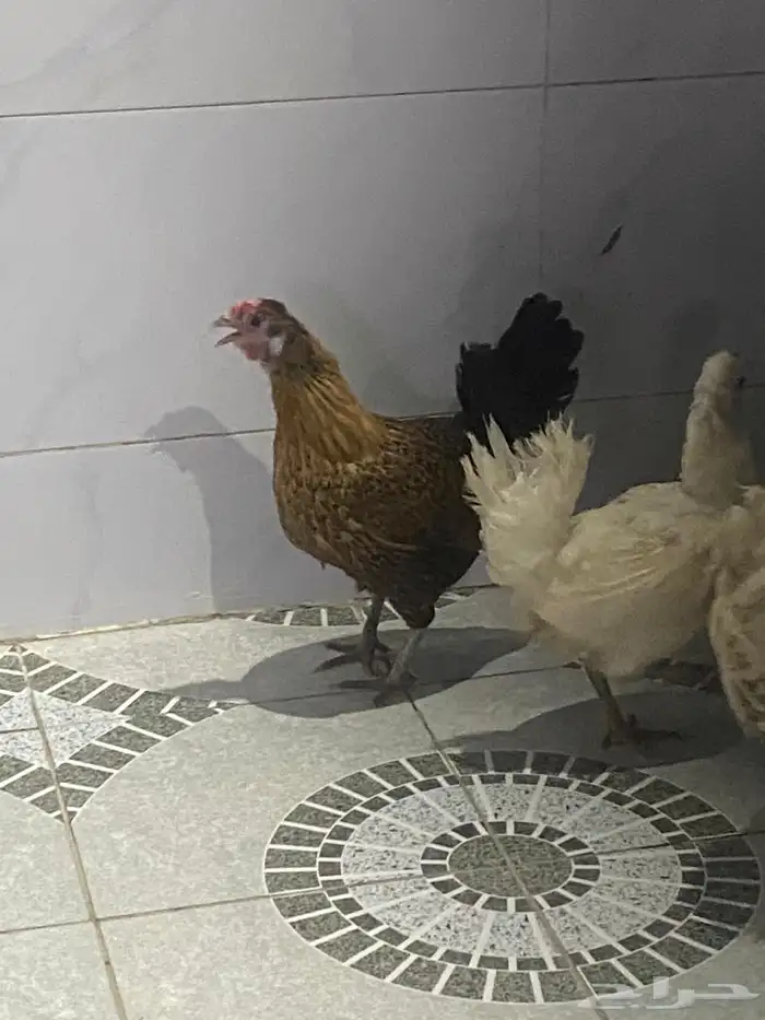 دجاج حساوي بياضه 4