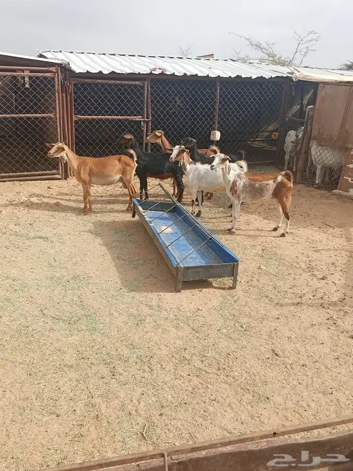 معزا للبيع 0