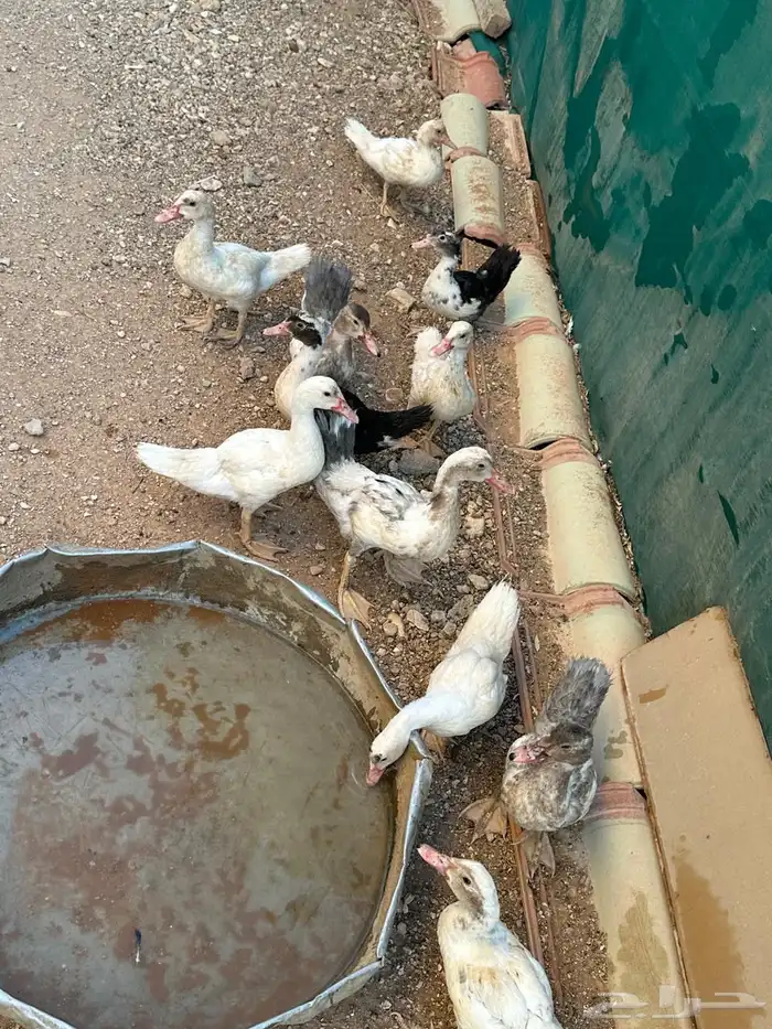 بط للبيع فروخ 3