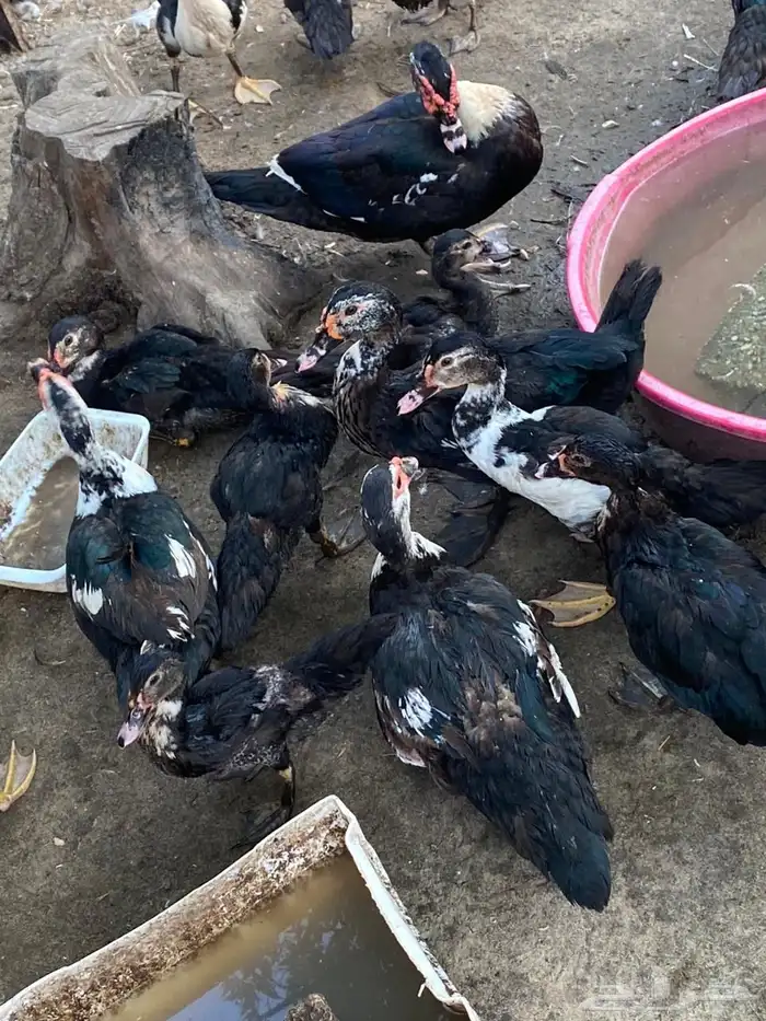 بط للبيع مصري 0