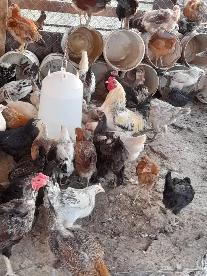 بيع دجاج بأنواع مختلفه شرط الصحة 7