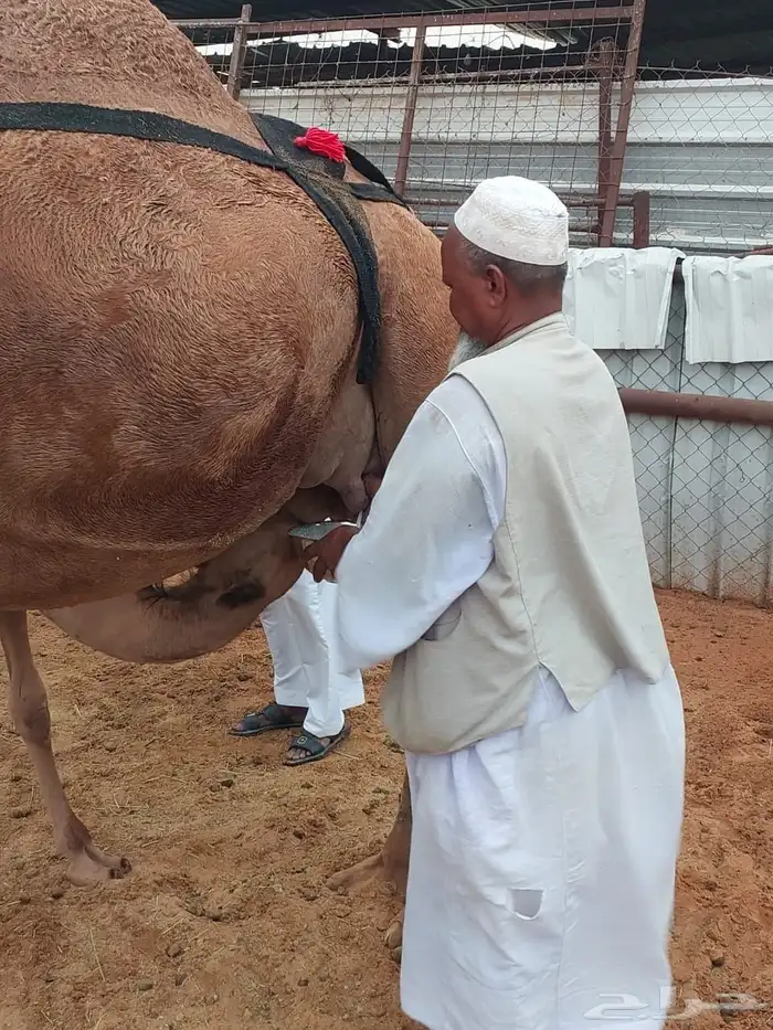 خلفه ساحليه 1