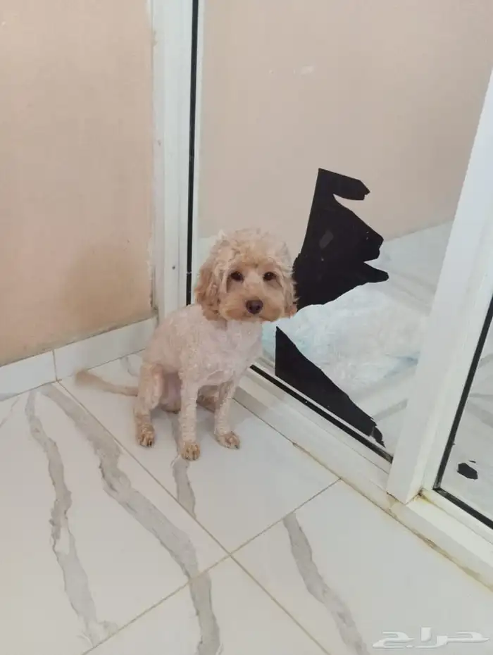 بودل ذكر بيور للبيع 1
