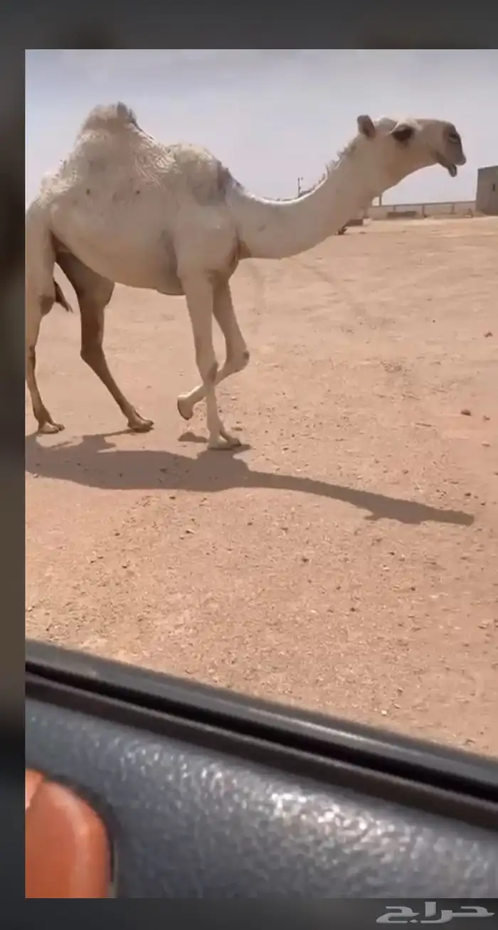 للبيع البكره لقيه وضحا 0