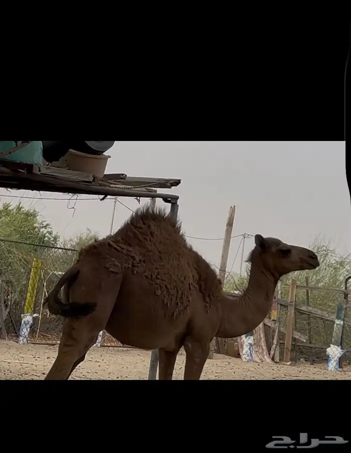 القنفذة القوز الجرد 1
