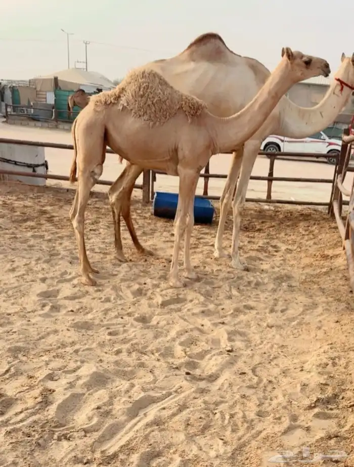 خلفه تحتها بكره نوعيه للبيع هجن 1