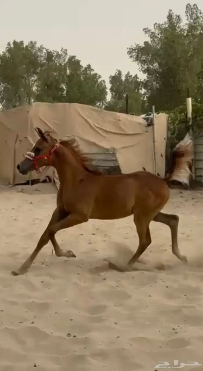 حصان جميل 0