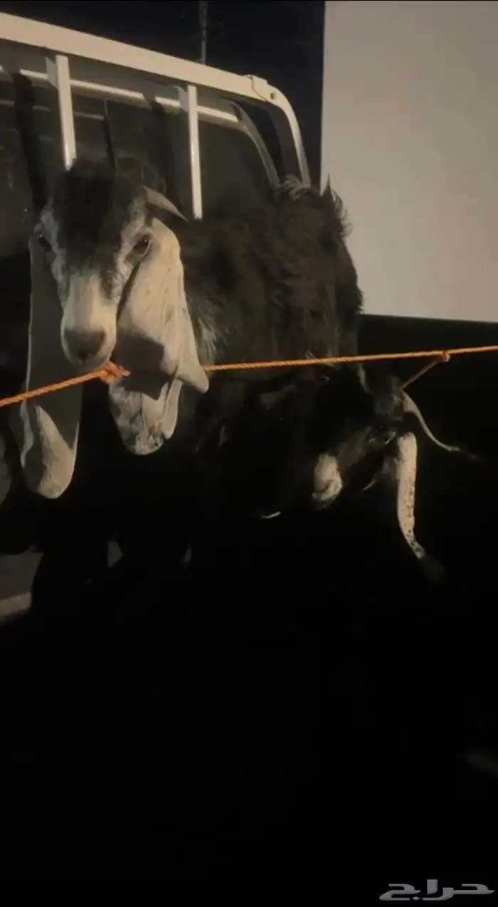 تيوس عوارض ذبايح 0