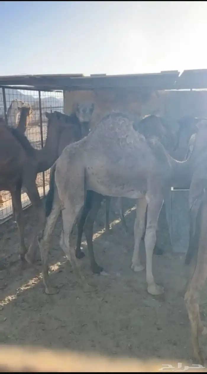 حشو طيبات على الحليب شرط 4