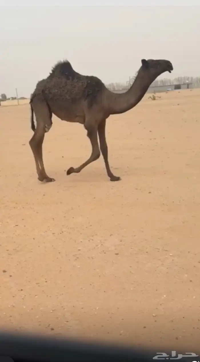جذعه تحتها بكره كفو 2