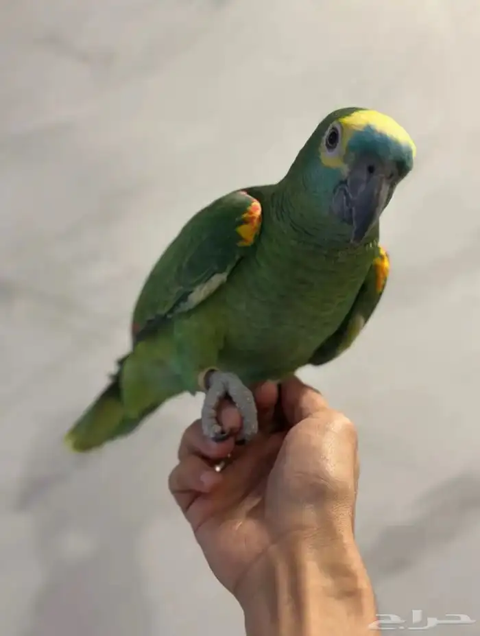 بلوفرنتد كبتن لعشاق الأمزونيات ( تم البيع ) 6