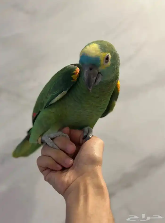 بلوفرنتد كبتن لعشاق الأمزونيات ( تم البيع ) 5