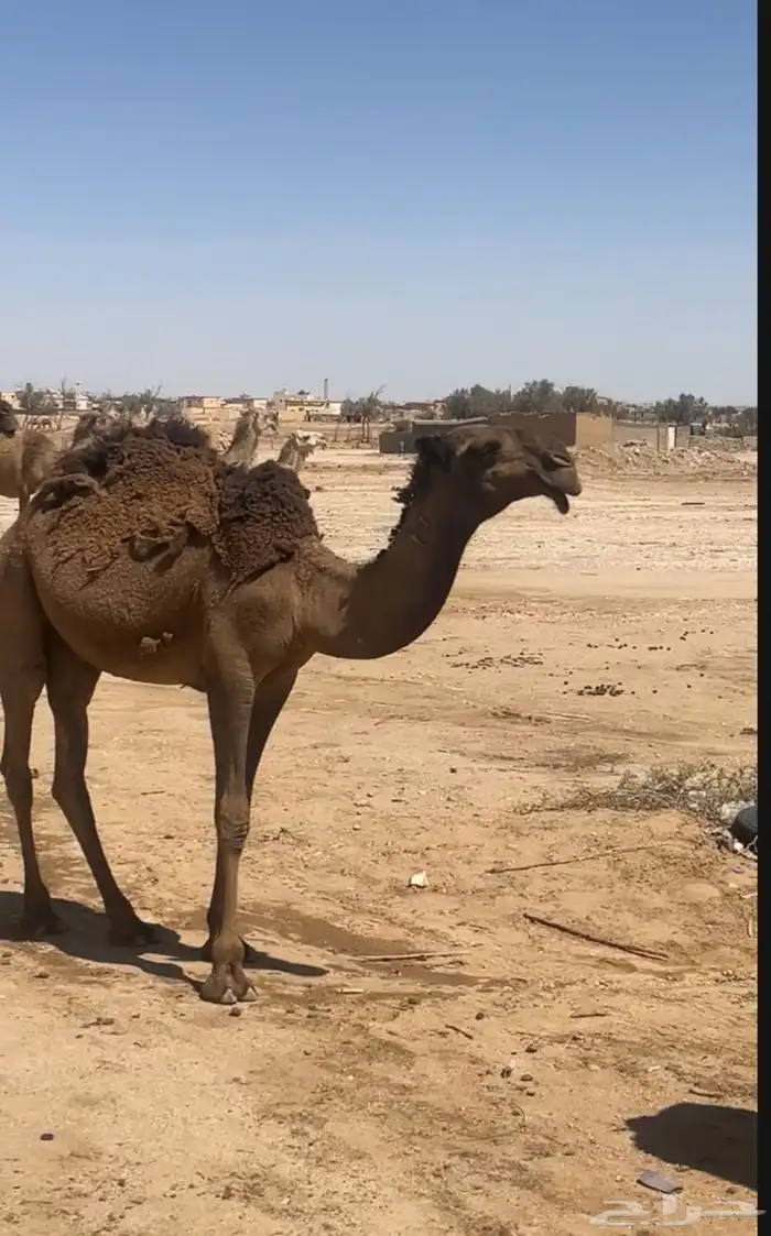بكره طيبه 0