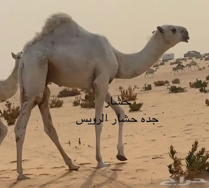 قعود مشرور فحل 0
