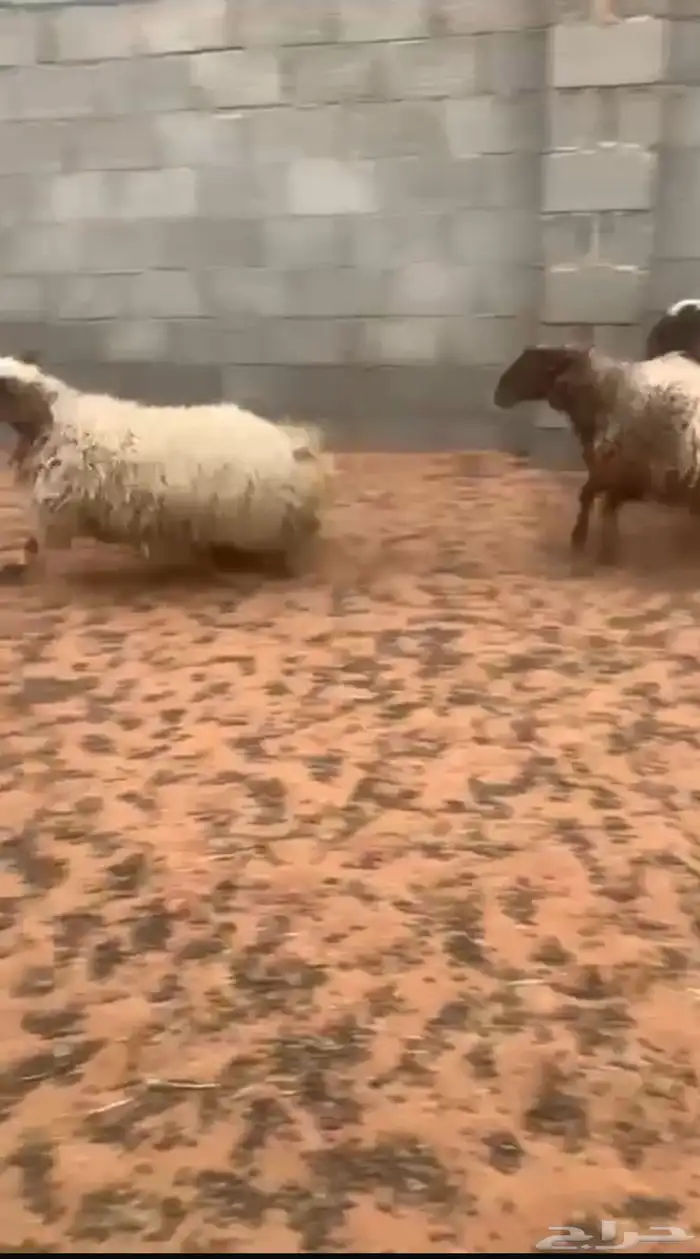 نعيم 2
