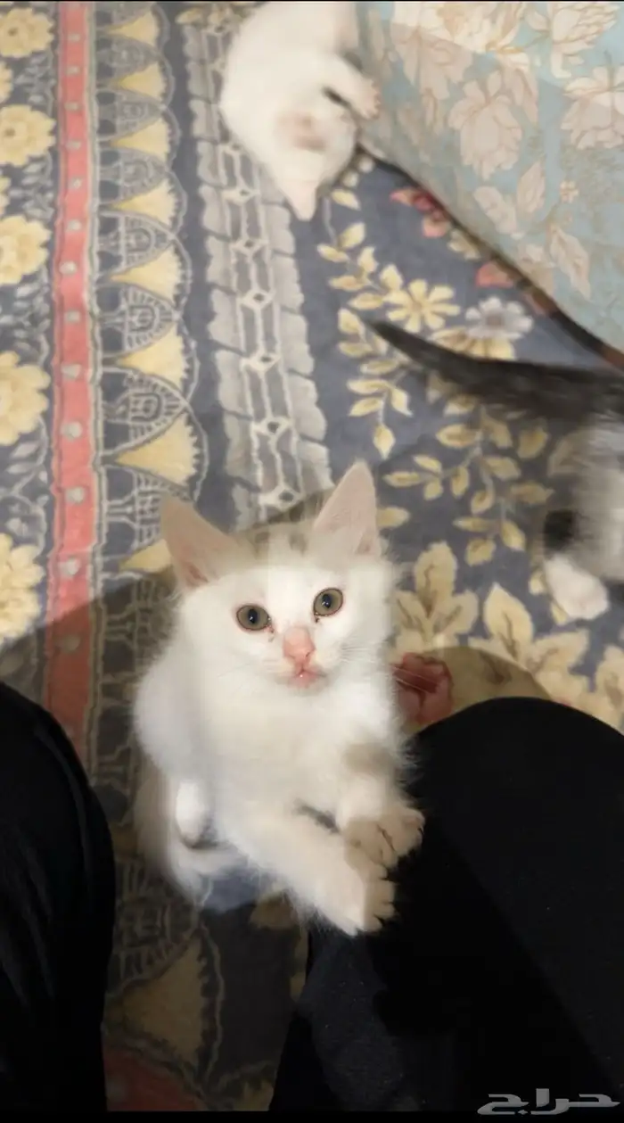 قطط 3