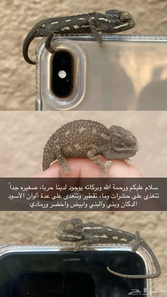 حرباء 2