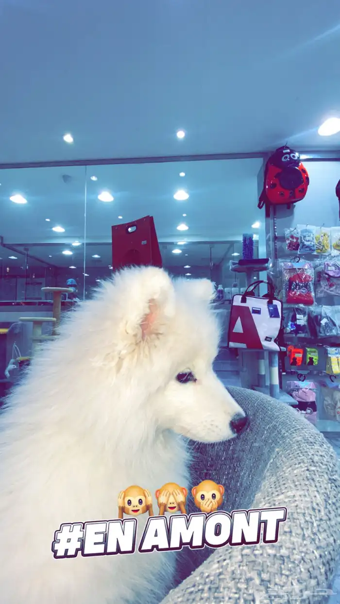 كلبه سموايد انثى للبيع 4
