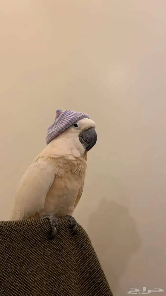 متجر ببغائي 0